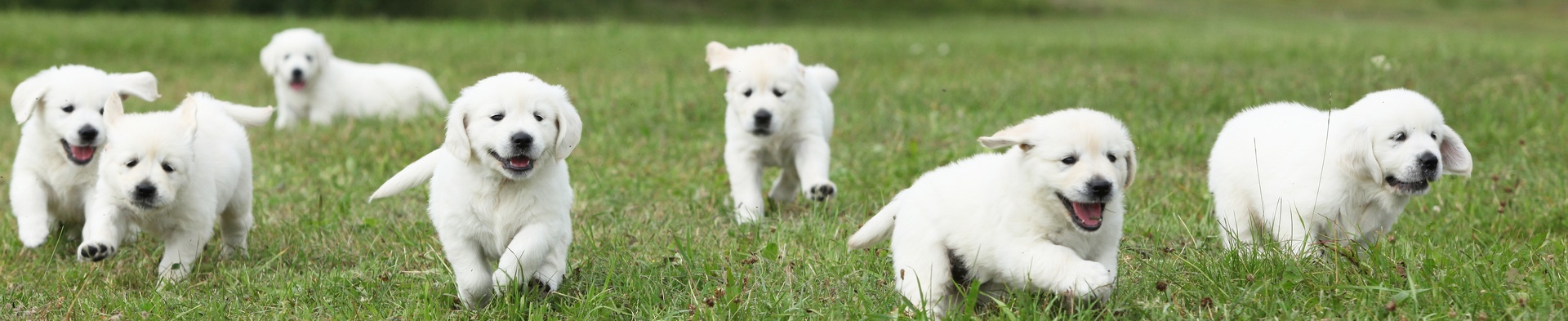 VIDA Veterinary Care - Denver