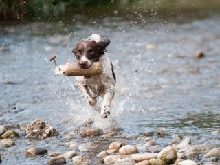 A dog running in a river with a fish in his mouth