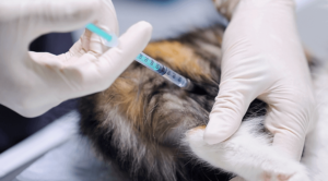 A pet receiving a vaccine
