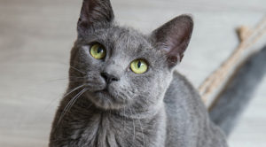 A grey cat with cancer sitting down