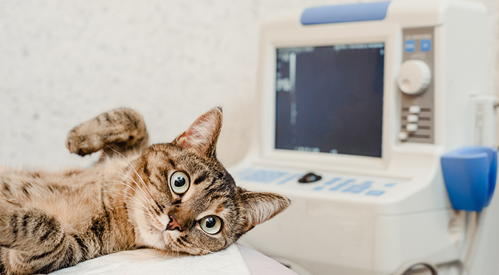 A cat laying next to an ultrasound machine