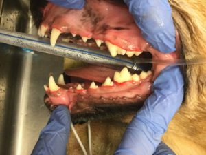 The inside of a pet's mouth being examined by a vet