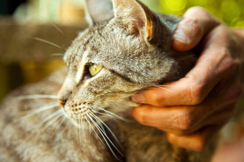 A tabby cat being checked for a microchip