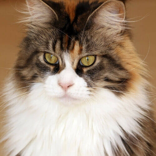 maine-coon-cat-breed-info